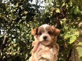Gerçek F1 Maltipoo Yavruları Show Kalite