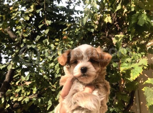 Gerçek F1 Maltipoo Yavruları Show Kalite görsel