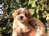 Gerçek F1 Maltipoo Yavruları Show Kalite