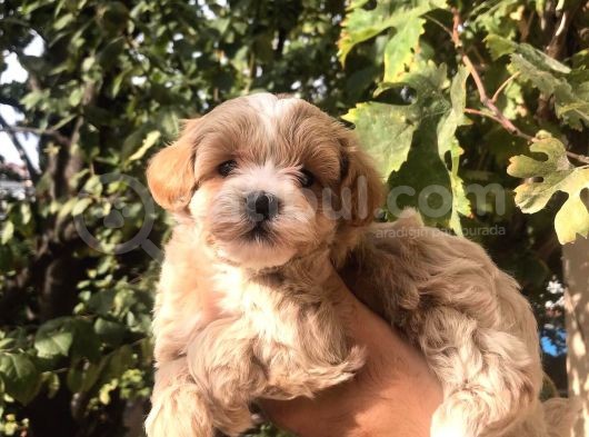 Gerçek F1 Maltipoo Yavruları Show Kalite görsel