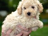 Çocuklarınıza En Güzel Arkadaş Toy Poodle Yavrular