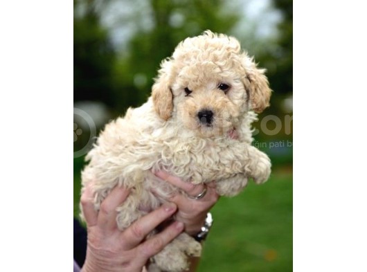Çocuklarınıza En Güzel Arkadaş Toy Poodle Yavrular