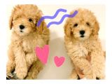 3,5 Aylık Toy Poodle Yavrular