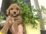 Anne Altindan Di̇şi̇ Poodle Bebeği̇mi̇z
