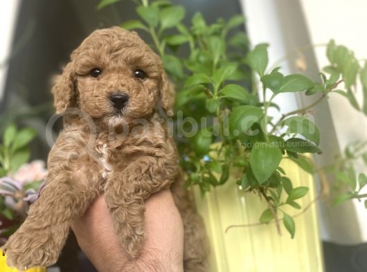 Anne Altindan Di̇şi̇ Poodle Bebeği̇mi̇z görsel
