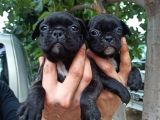 French Bulldog Yavrular