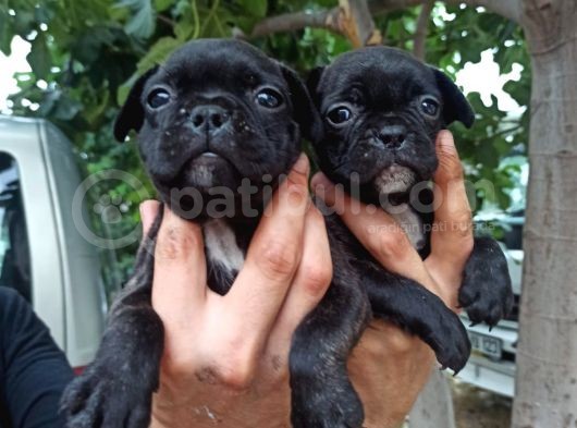 French Bulldog Yavrular görsel