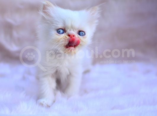 Bal Kedi̇mi̇z İran Persian