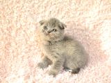 Eşsi̇z Topkafa Gri̇ Scottishfold