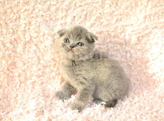 Eşsi̇z Topkafa Gri̇ Scottishfold