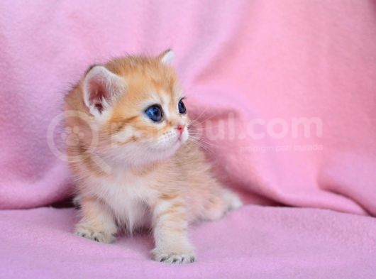 Şahane Gold Rengi̇ British Shorthair