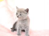 Gri̇ni̇n en Güzel Tonunda British Shorthair