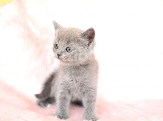 Gri̇ni̇n En Güzel Tonunda British Shorthair