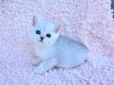 Gümüş Çi̇zgi̇li̇ Silver British Shorthair