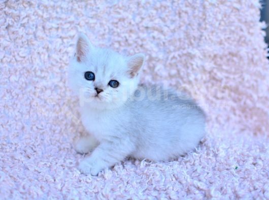 Gümüş Çi̇zgi̇li̇ Silver British Shorthair