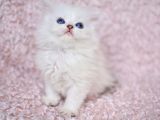 Okyanus Gözlü Silver Ns1133 British Longhair