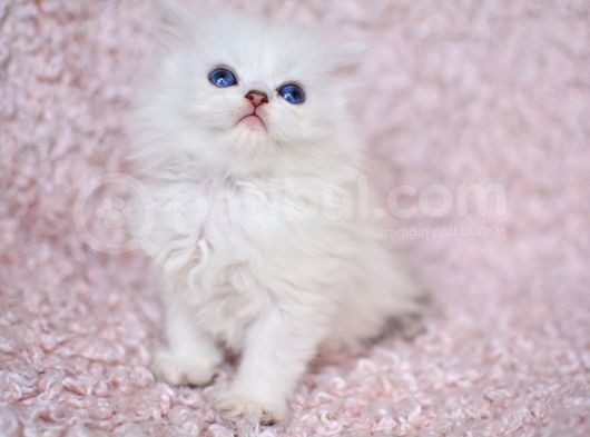Okyanus Gözlü Silver Ns1133 British Longhair