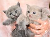 Orjinal Irk British Shorthair Yavrularimiz
