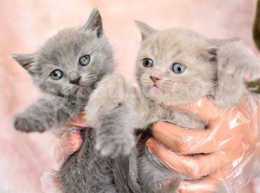 Orjinal Irk British Shorthair Yavrularimiz