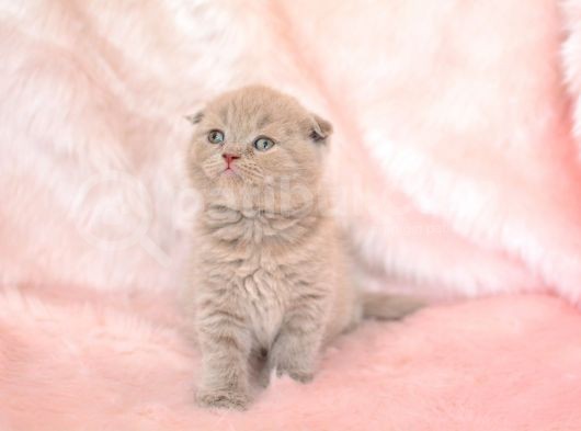 Top Kafa Li̇lac Scottish Fold