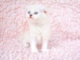 Deni̇z Gözlü Ns1133 Scottishfold Shorthair