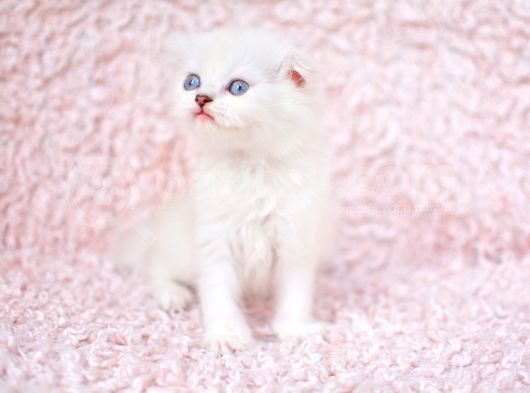 Deni̇z Gözlü Ns1133 Scottishfold Shorthair