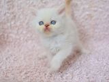 Mükemmel Red Point Chinchilla Yavrumuz