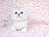 Bi̇ri̇nci̇ Sinif Ns11 Scottishfold Longhair