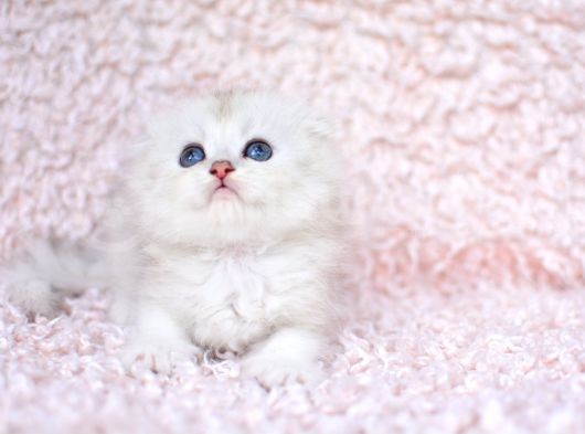 Bi̇ri̇nci̇ Sinif Ns11 Scottishfold Longhair