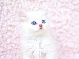 Ayi Surat Ns1133 British Longhair