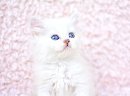 Ayi Surat Ns1133 British Longhair