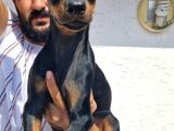 Doberman Yavrular