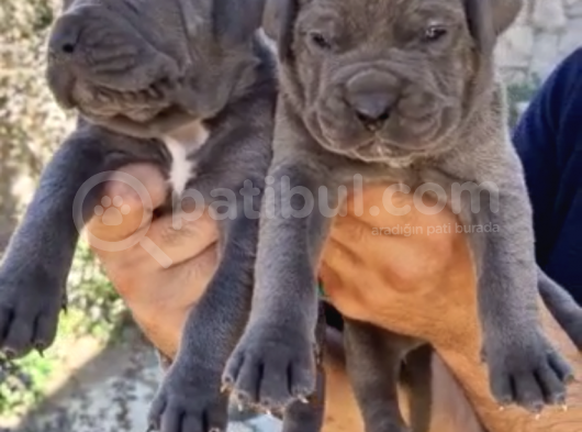 Cane Corsa Yavrular