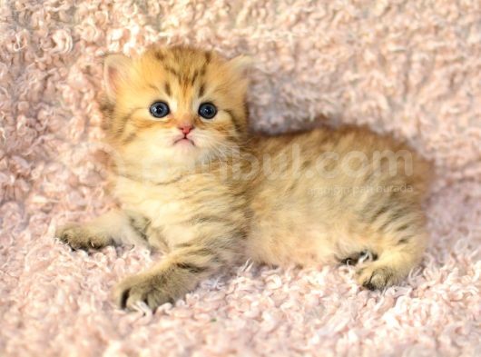 Muhteşem Renkte Golden British Longhair