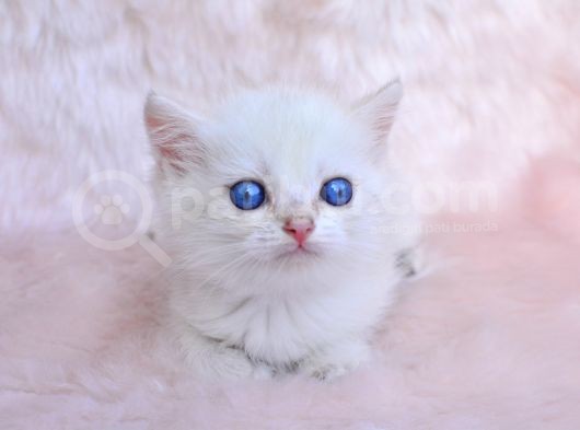 Cam Gözlü Ns1133 British Shorthair