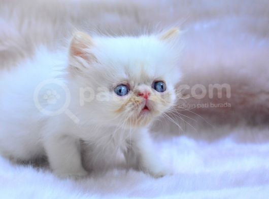 Bal Kedi̇mi̇z İran Persian görsel