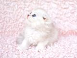 Bi̇ri̇nci̇ Sinif Ns11 Scottishfold Longhair