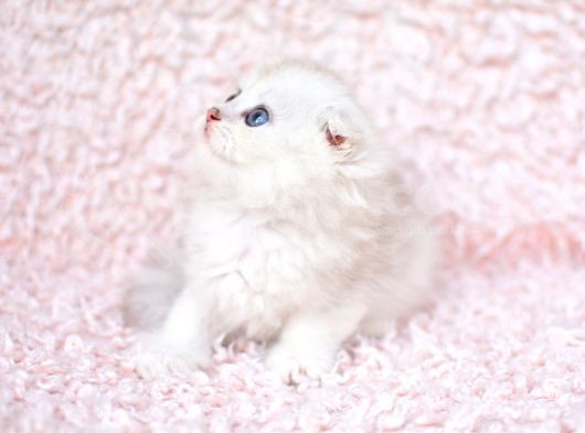 Bi̇ri̇nci̇ Sinif Ns11 Scottishfold Longhair görsel