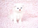 Deni̇z Gözlü Ns1133 Scottishfold Shorthair