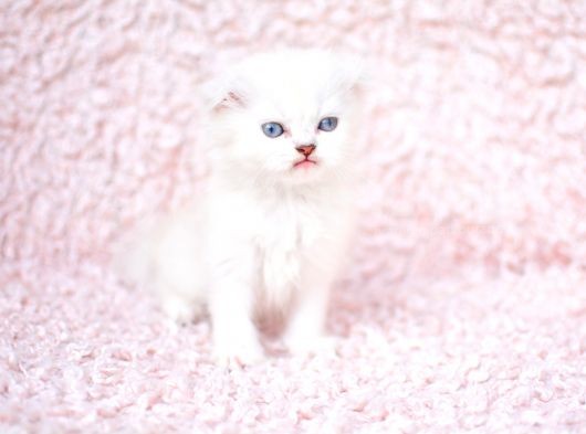 Deni̇z Gözlü Ns1133 Scottishfold Shorthair görsel