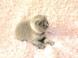 Eşsi̇z Topkafa Gri̇ Scottishfold