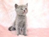 Gri̇ni̇n En Güzel Tonunda British Shorthair