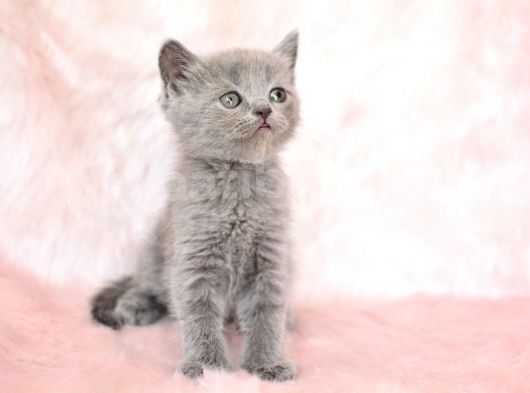 Gri̇ni̇n En Güzel Tonunda British Shorthair görsel