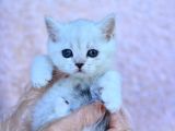 Gümüş Çi̇zgi̇li̇ Silver British Shorthair