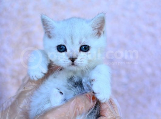 Gümüş Çi̇zgi̇li̇ Silver British Shorthair görsel
