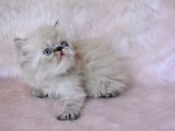 Gümüş Renkli̇ İran Persian