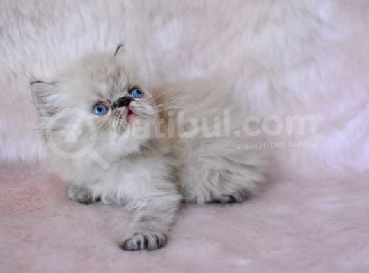 Gümüş Renkli̇ İran Persian görsel