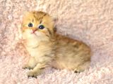 Muhteşem Renkte Golden British Longhair