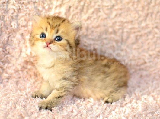 Muhteşem Renkte Golden British Longhair görsel