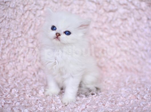 Okyanus Gözlü Silver Ns1133 British Longhair görsel